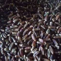 black-wheat-nabi-certified-black-wheat-sugarfree-wheat-250x250