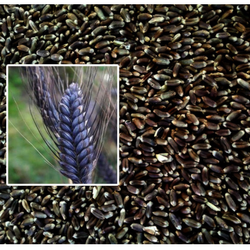 organic-black-wheat-seed-250x250